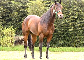 TARAIRA APOLLO RT (VENTRE)