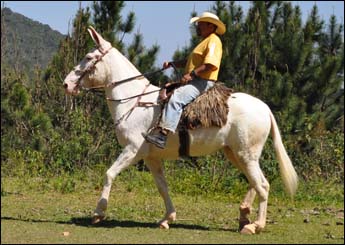 PEROLA