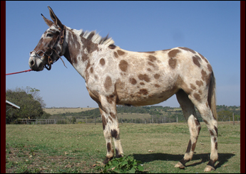 TIGRESA CG