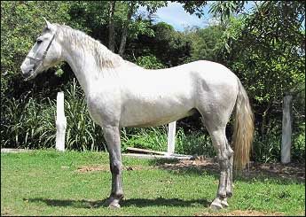 DUQUE VHC