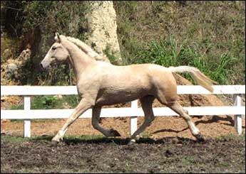 ADRENALINA DE QUINTANA