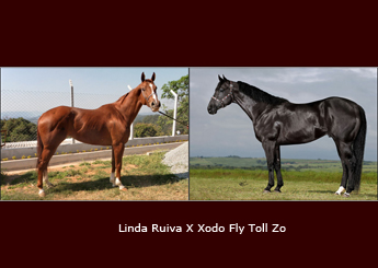 LINDA RUIVA X XODO FLY TOLL ZO