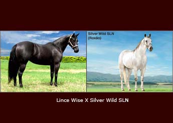 LINCE WISE X SILVER WILD SLN