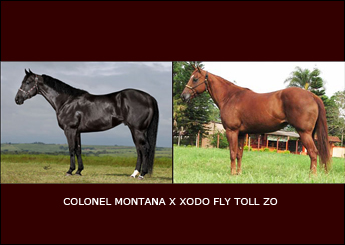 COLONEL MONTANA X XODO FLY TOLL ZO