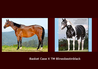 BASKET CASE X TM BLINESBESTINBLACK