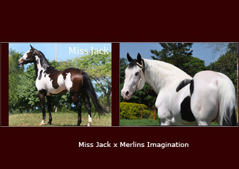 MISS JACK X MERLINS IMAGINATION