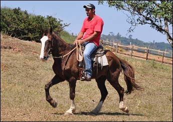 PACATO