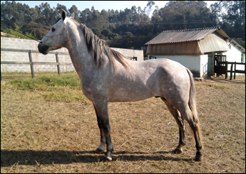 GRAN CRUZ BRANCALEONE