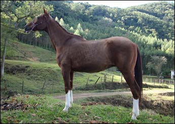 DOBRADINHA J.O