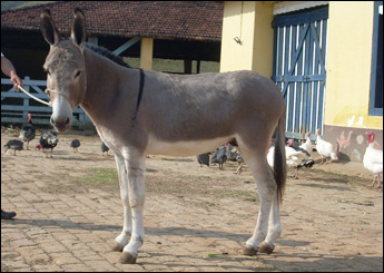 BRIOSO DO ZANTUN