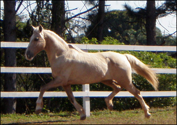 APOLO VEGAS