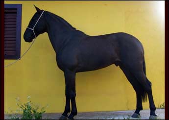 COLOSSO DE ALPA