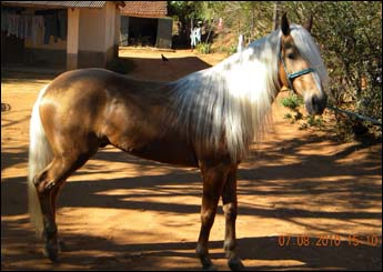LUAR DO SERTÃO