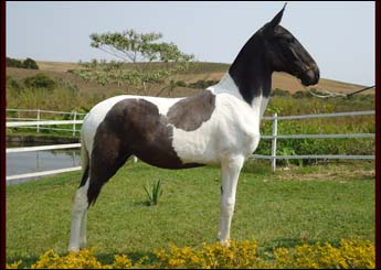 BLEAZER COSTA DO SOL