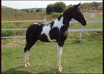 BRISA COSTA DO SOL