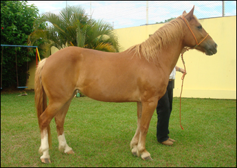 NATIVA DA TIPUANA