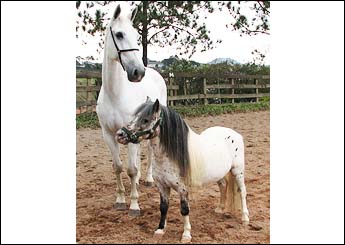COMANCHE DO CEPEM