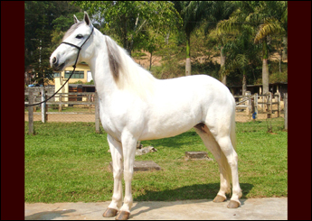 SHAKIRA DO RASF