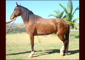 GAVIÃO