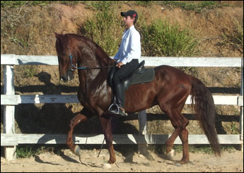CF PEGASUS