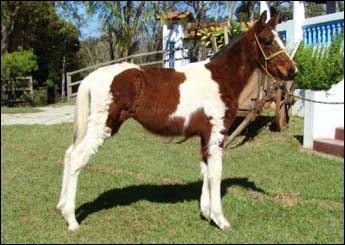 PERÓBA TB