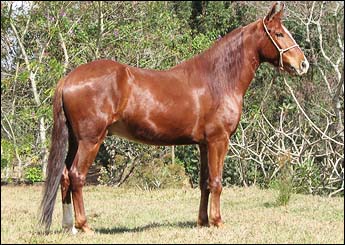 HIMALAIA CACIQUE