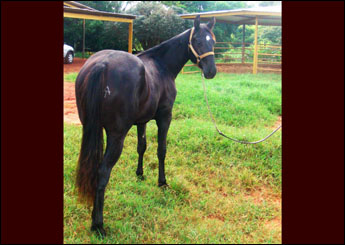 BLACK JACK CHEX TA