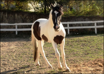 BANDOLEIRO DO HARAS IMPÉRIO