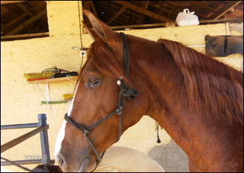 FOGO DO RANCHO PAMPA