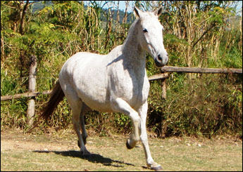 ELEGÂNCIA LIMARA