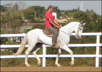SILVER VEGAS