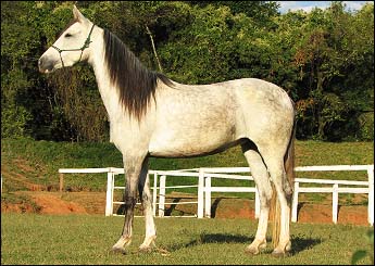 SARGAS DA MALAGUETA