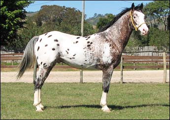 LÉO