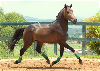 CALYPSO
