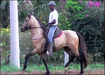 ARQUEIRO MARFAN
