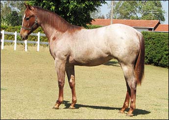 BET BOONSMAL