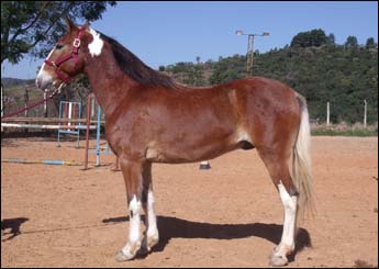 COLORIDO VHC