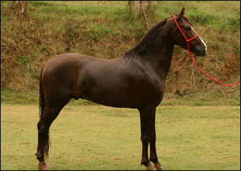 FANTÁSTICO DO GOIMBÊ