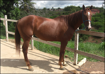VINOLIA DO MANSO