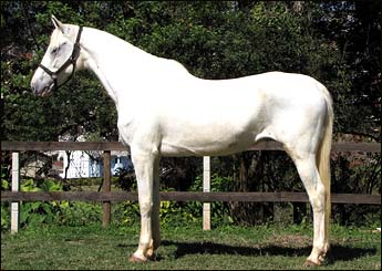 CATITA SAAB