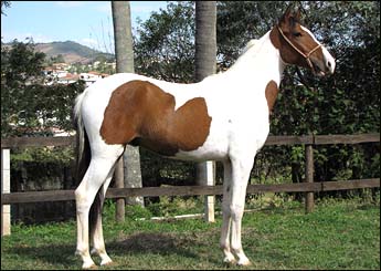COQUETEL DO LUTY
