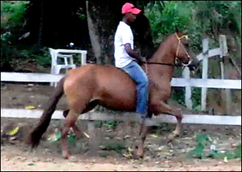 COBIÇA HOBBY (VENDA DE 50% DAS COTAS DO ANIMAL)