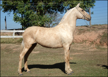 ZAFIRA DA UNIÃO