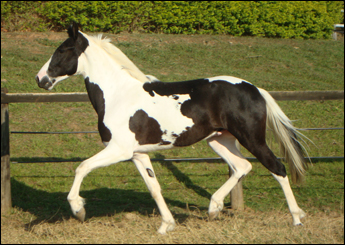 ABORÉ QUATRO LAGOAS