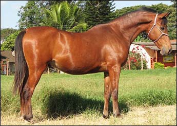 EL DAMBAR HCF