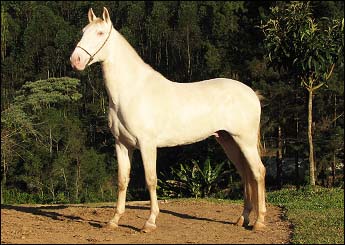 CESAR O IMPERADOR DA PAIXÃO