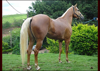 LEONA DEEK 2A