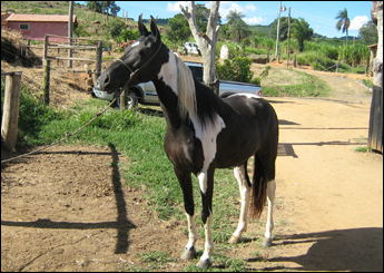 DAMA