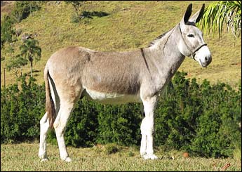 ALDEBARAN