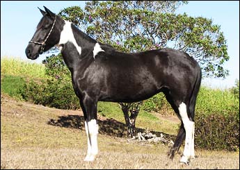PINTADA